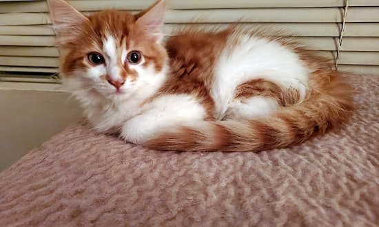 These Atlanta-based kittens are up for adoption and in need of a good home