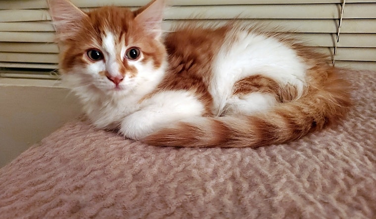 These Atlanta-based kittens are up for adoption and in need of a good home