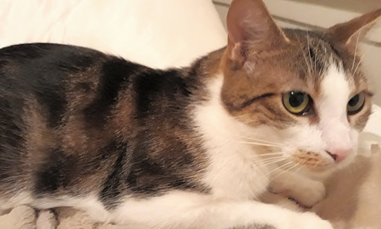 Looking to adopt a pet? Here are 4 cute kitties to adopt now in Philadelphia