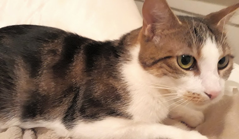 Looking to adopt a pet? Here are 4 cute kitties to adopt now in Philadelphia
