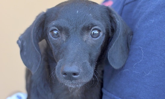3 adorable pups to adopt now in Santa Ana