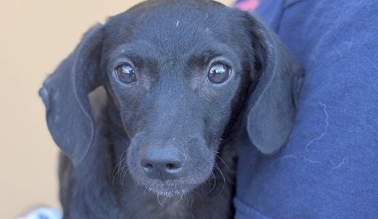 3 adorable pups to adopt now in Santa Ana