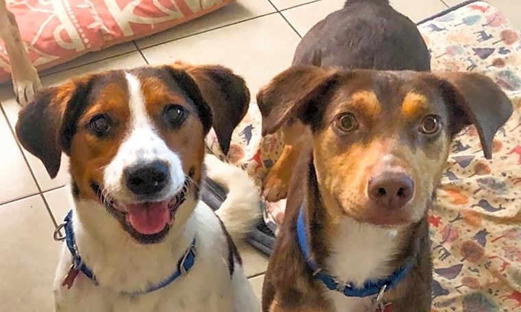 These Boston-based dogs are up for adoption and in need of a good home