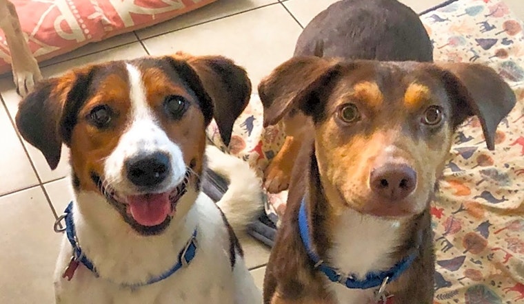 These Boston-based dogs are up for adoption and in need of a good home