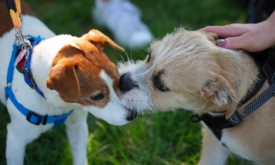 6 cuddly canines to adopt now in Oklahoma City