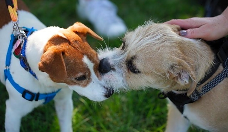 6 cuddly canines to adopt now in Oklahoma City