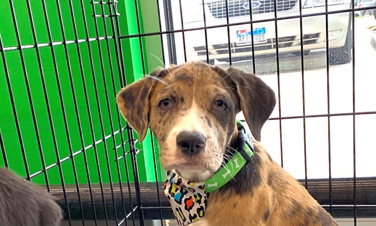 These Plano-based puppies are up for adoption and in need of good homes
