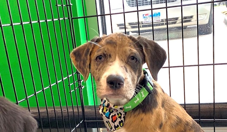 These Plano-based puppies are up for adoption and in need of good homes