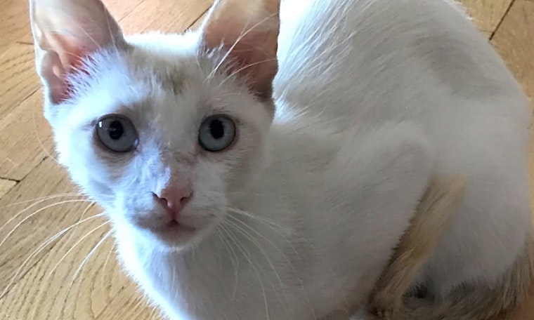 These Colorado Springs-based cats are up for adoption and in need of a good home