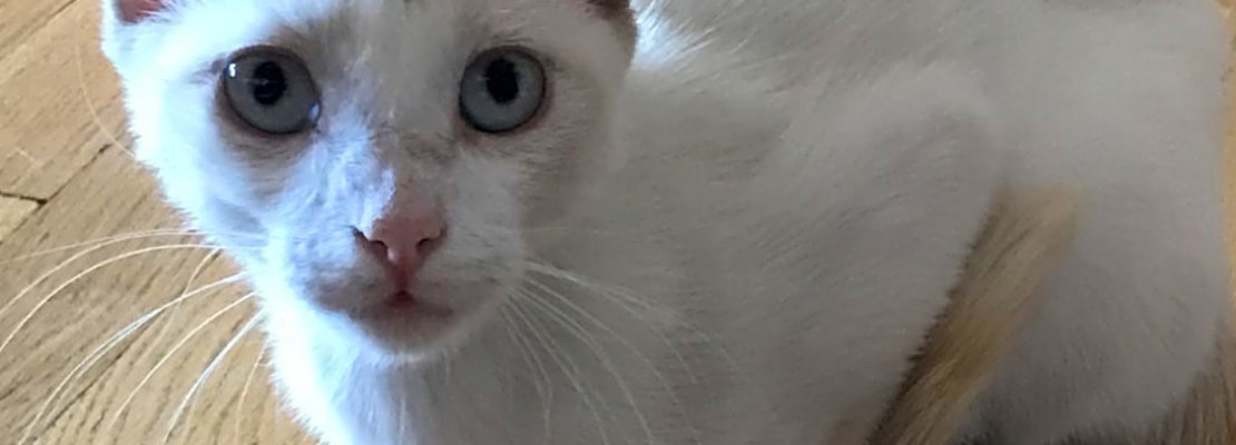 These Colorado Springs-based cats are up for adoption and in need of a good home