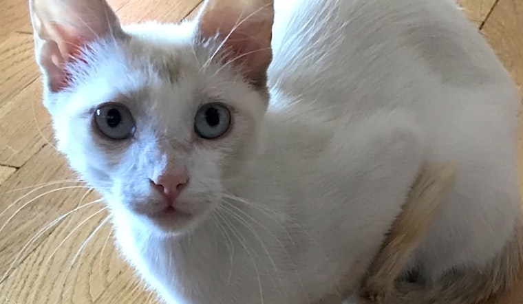 These Colorado Springs-based cats are up for adoption and in need of a good home