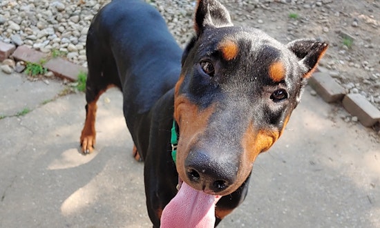 Want to adopt a pet? Here are 7 cuddly canines to adopt now in Louisville