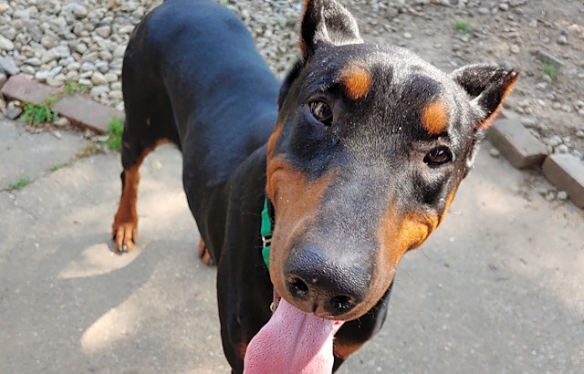 Want to adopt a pet? Here are 7 cuddly canines to adopt now in Louisville