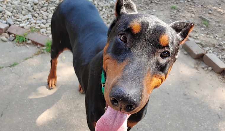 Want to adopt a pet? Here are 7 cuddly canines to adopt now in Louisville