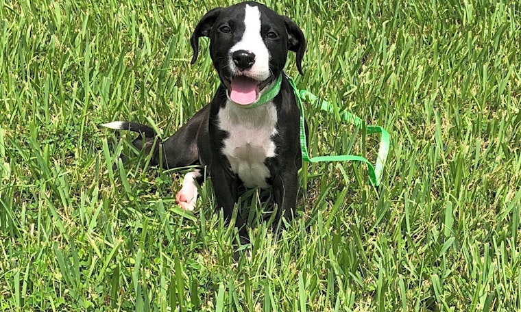 Looking to adopt a pet? Here are 4 cuddly canines to adopt now in Orlando