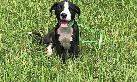 Looking to adopt a pet? Here are 4 cuddly canines to adopt now in Orlando