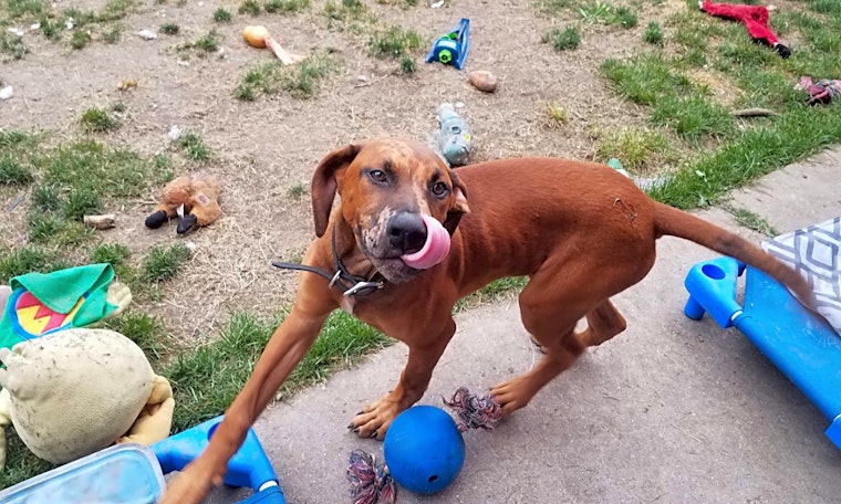 5 perfect puppies to adopt now in Chicago