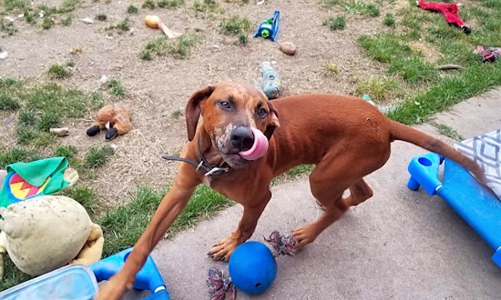 5 perfect puppies to adopt now in Chicago