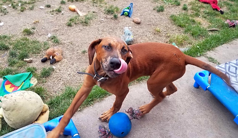 5 perfect puppies to adopt now in Chicago