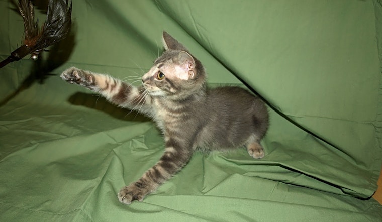 These Kansas City-based kittens are up for adoption and in need of a good home