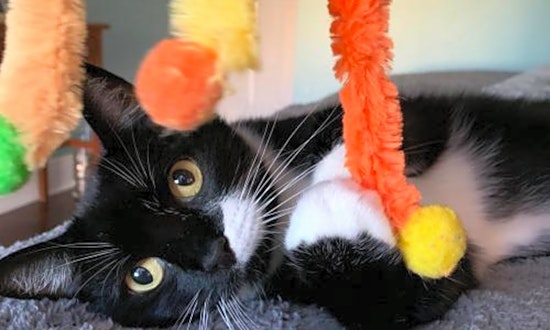 Looking to adopt a pet? Here are 6 lovable kitties to adopt now in Tampa