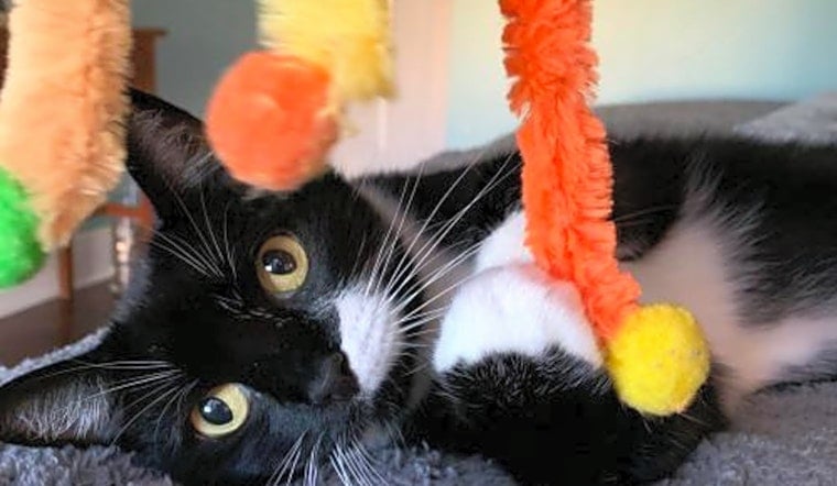Looking to adopt a pet? Here are 6 lovable kitties to adopt now in Tampa