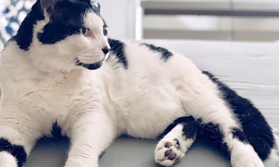 6 cute kitties to adopt now in New York City