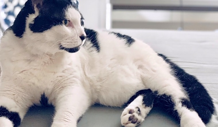 6 cute kitties to adopt now in New York City