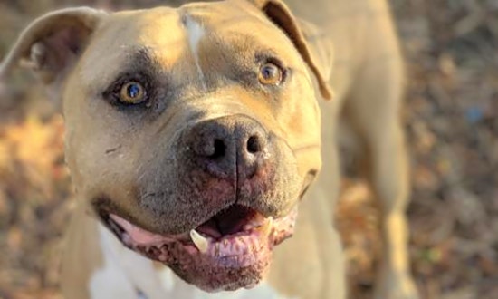 These Oakland-based pups are up for adoption and in need of a good home