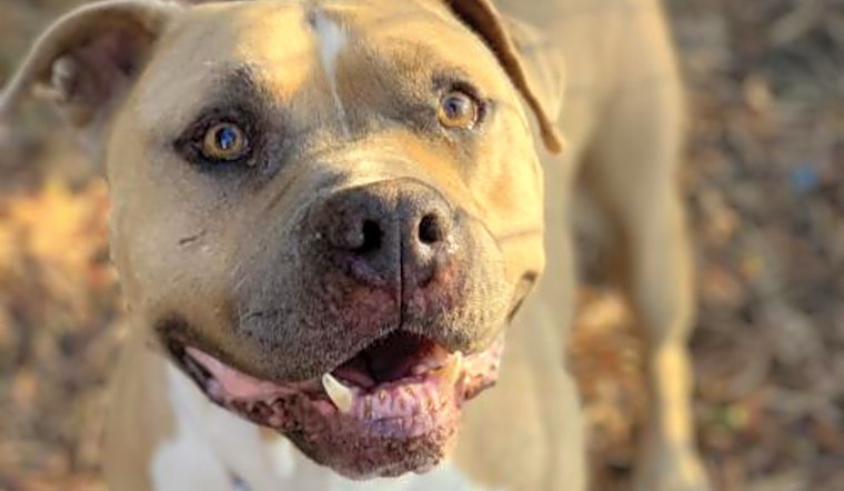 These Oakland-based pups are up for adoption and in need of a good home