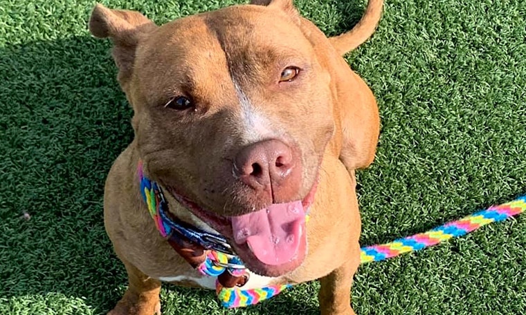 These Cleveland-based canines are up for adoption and in need of a good home