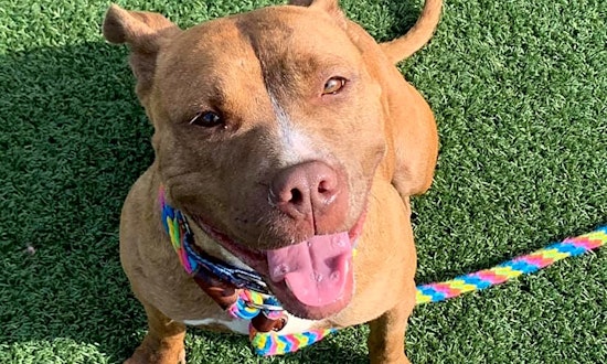 These Cleveland-based canines are up for adoption and in need of a good home