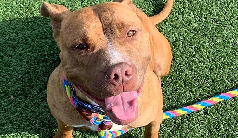 These Cleveland-based canines are up for adoption and in need of a good home
