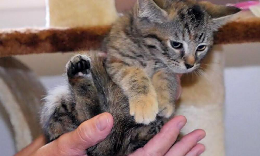 6 charming cats to adopt now in Durham