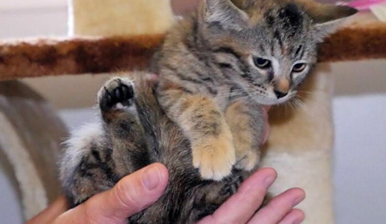 6 charming cats to adopt now in Durham