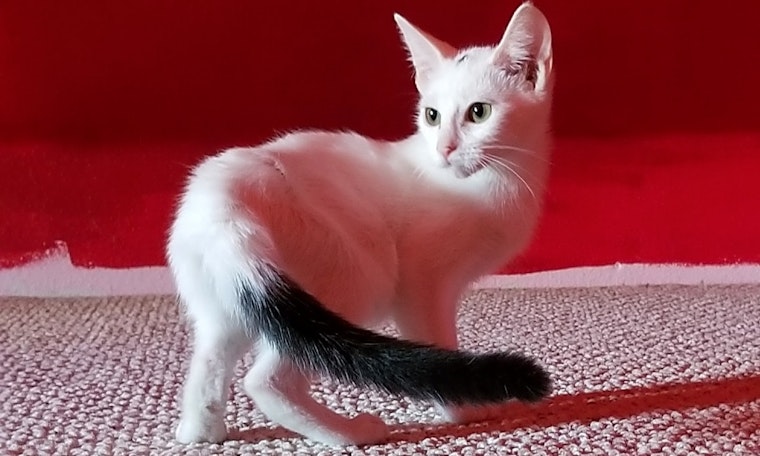 These Dallas-based kittens are up for adoption and in need of good homes