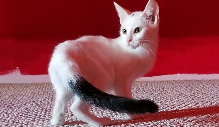 These Dallas-based kittens are up for adoption and in need of good homes