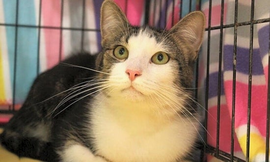 These Memphis-based kitties are up for adoption and in need of a good home