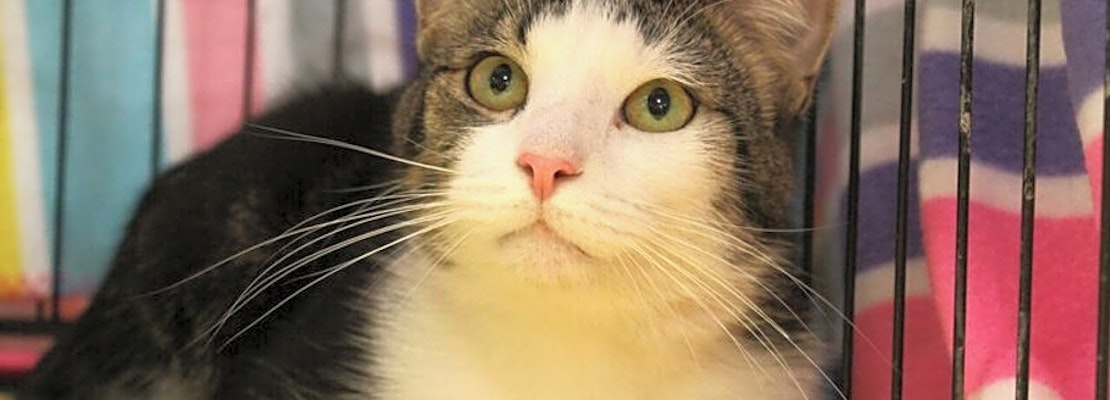 These Memphis-based kitties are up for adoption and in need of a good home