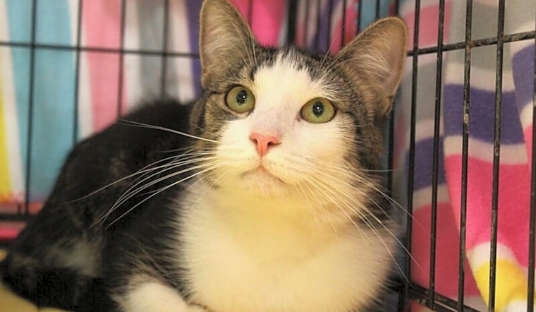 These Memphis-based kitties are up for adoption and in need of a good home