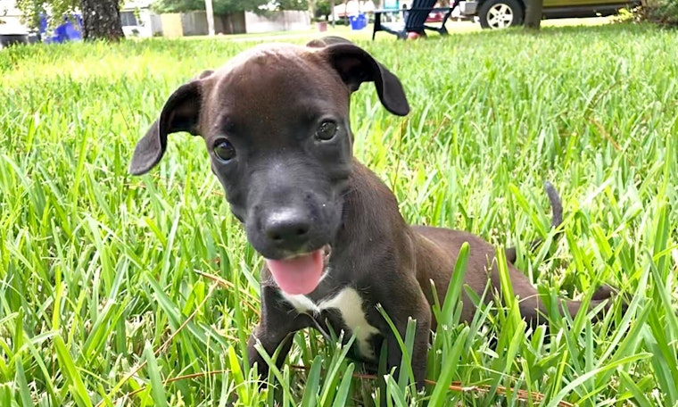 Looking to adopt a pet? Here are 6 precious puppies to adopt now in Jacksonville