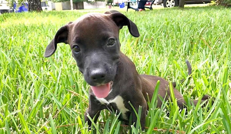 Looking to adopt a pet? Here are 6 precious puppies to adopt now in Jacksonville