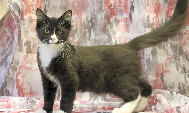 7 lovable kitties to adopt now in Washington