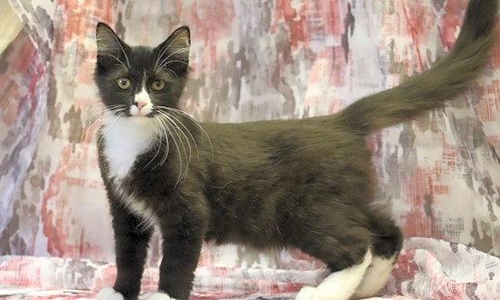 7 lovable kitties to adopt now in Washington