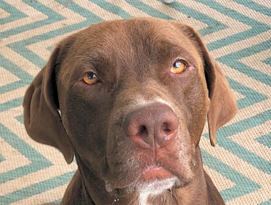 7 cuddly canines to adopt now in St. Louis