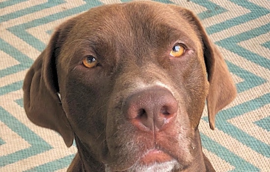 7 cuddly canines to adopt now in St. Louis