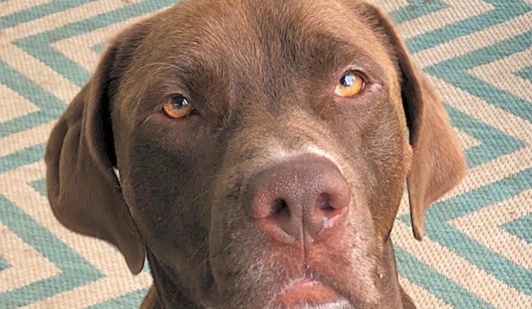 7 cuddly canines to adopt now in St. Louis