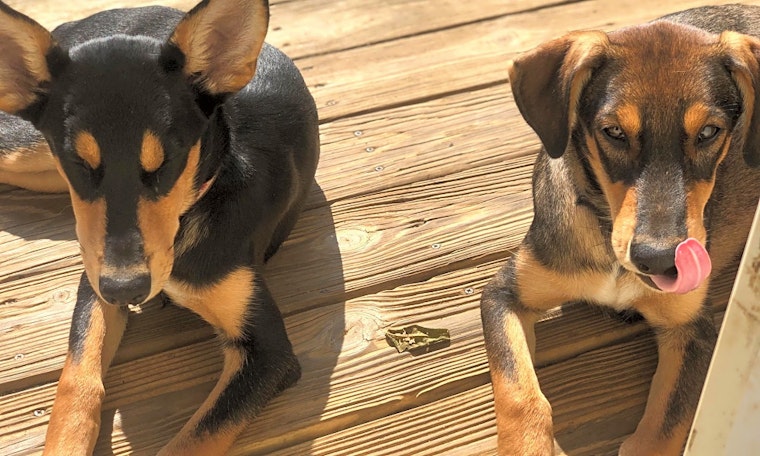 Want to adopt a pet? Here are 7 perfect pups to adopt now in Lexington