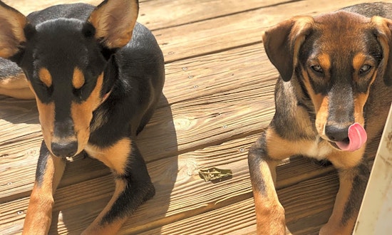 Want to adopt a pet? Here are 7 perfect pups to adopt now in Lexington