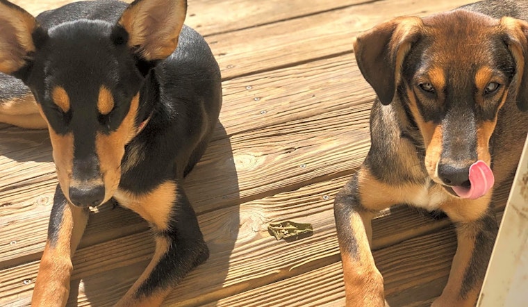 Want to adopt a pet? Here are 7 perfect pups to adopt now in Lexington